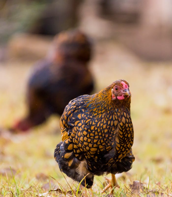 A chicken is walking through the grass